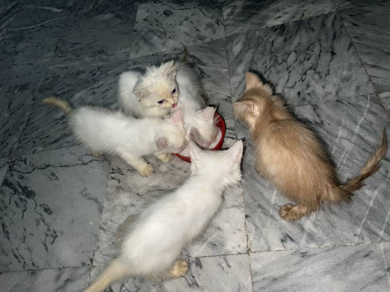 Kittens 4
