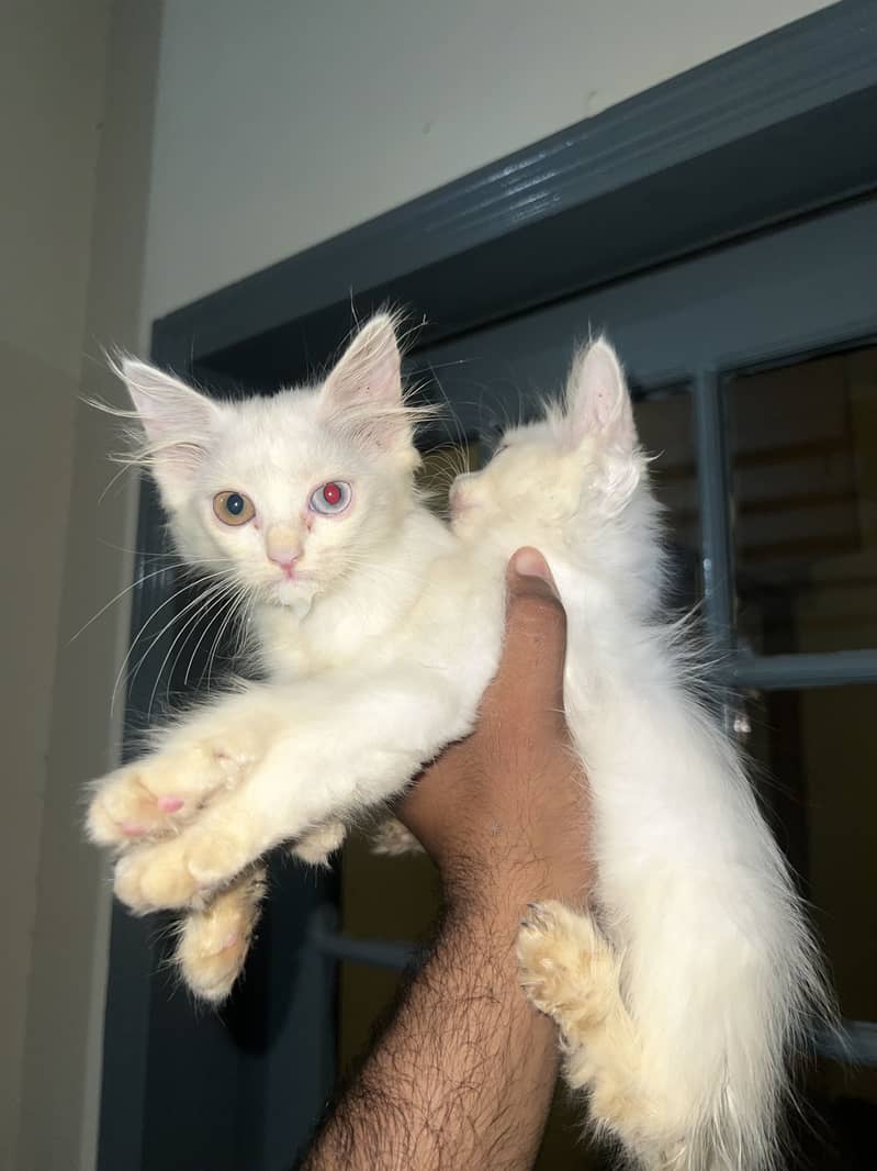 Kittens 5