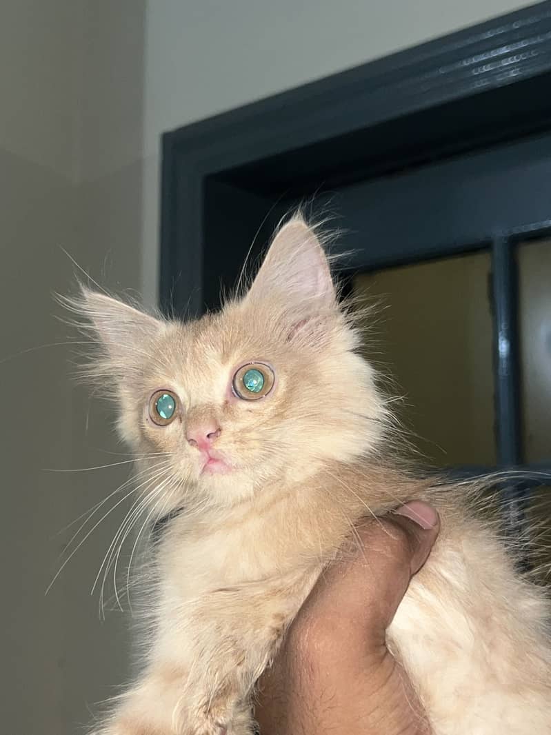 Kittens 6