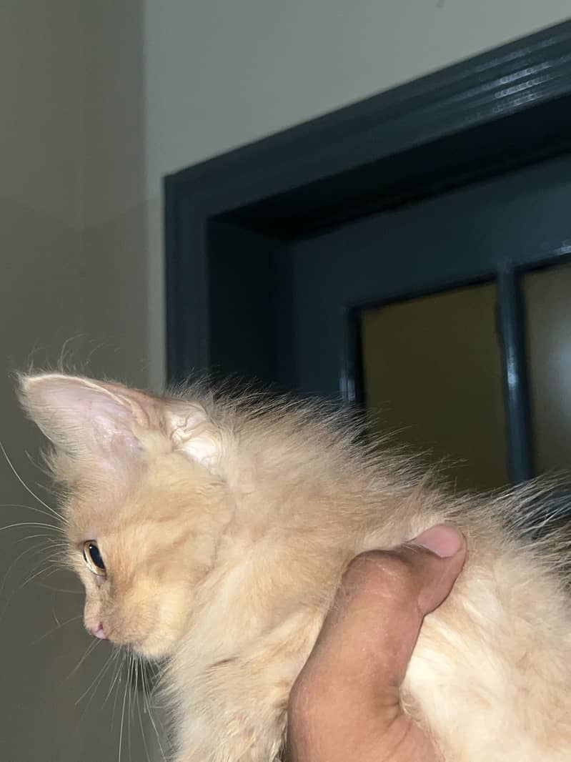 Kittens 7