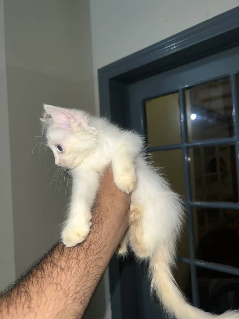 Kittens 8