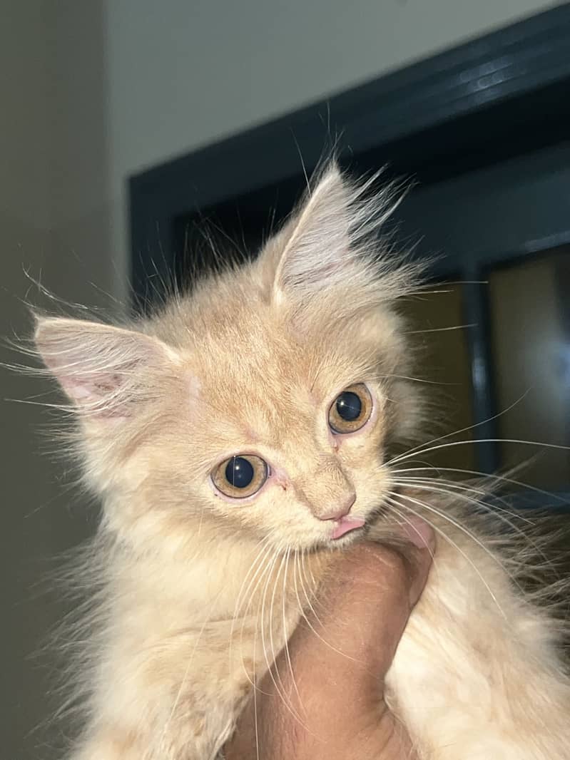 Kittens 9