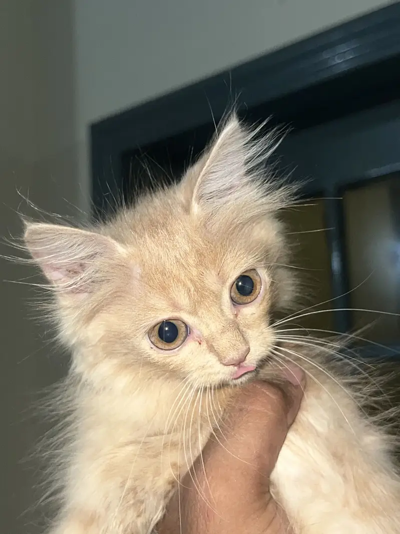 Kittens — photo 10