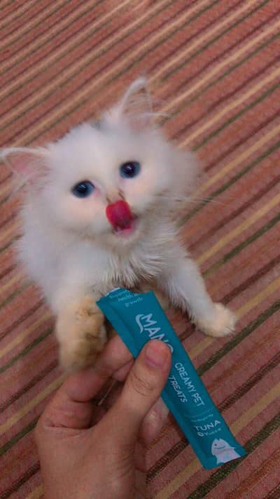 Persian triple coated