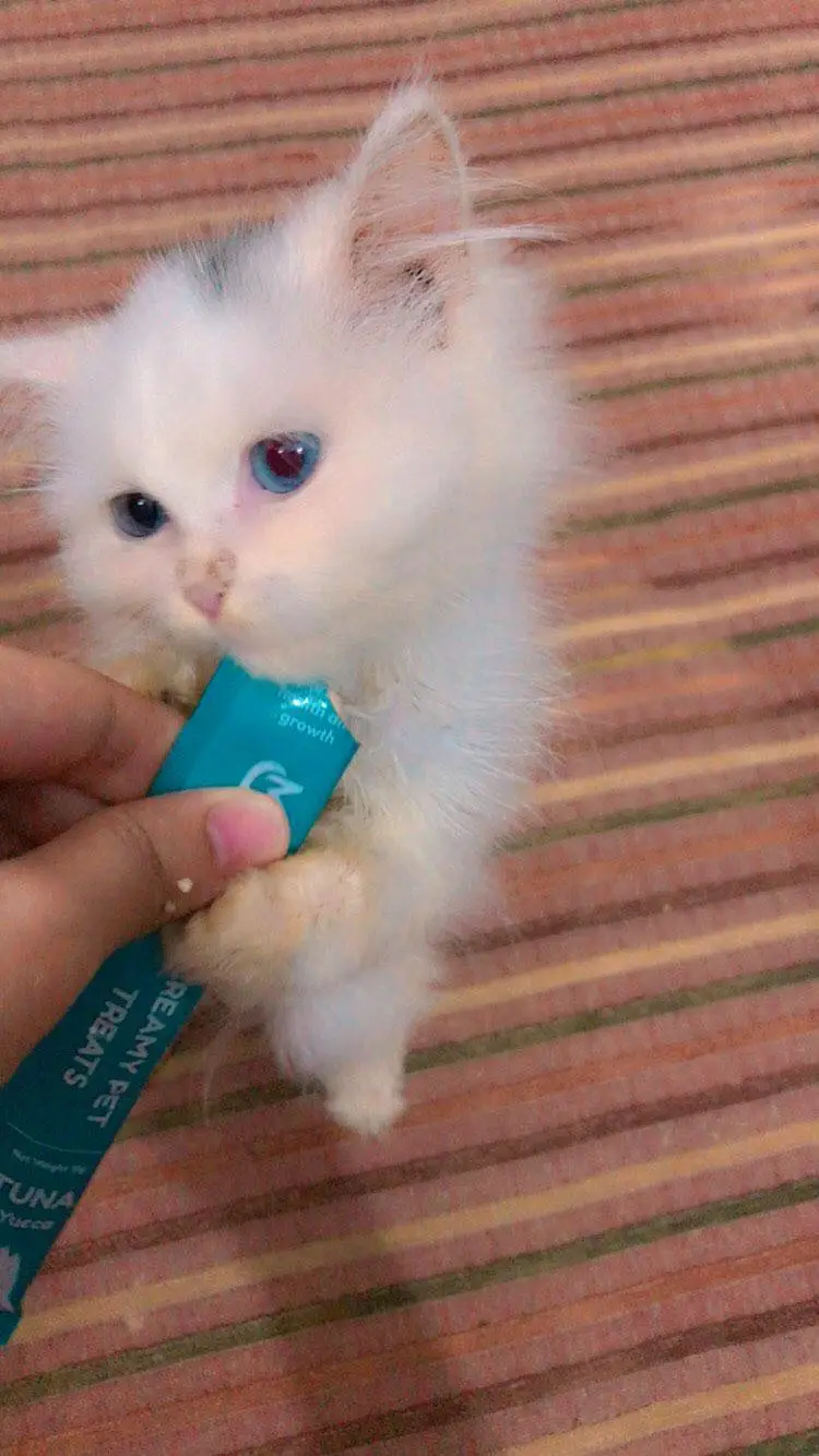 Persian triple coated — photo 3