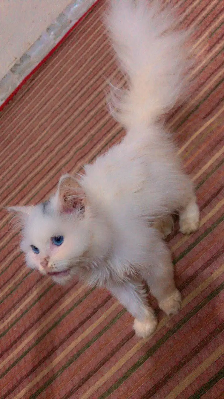 Persian triple coated — photo 4