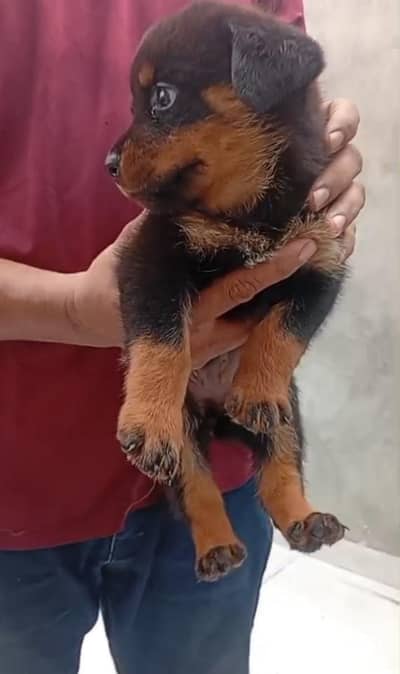 Rottweiler puppy
