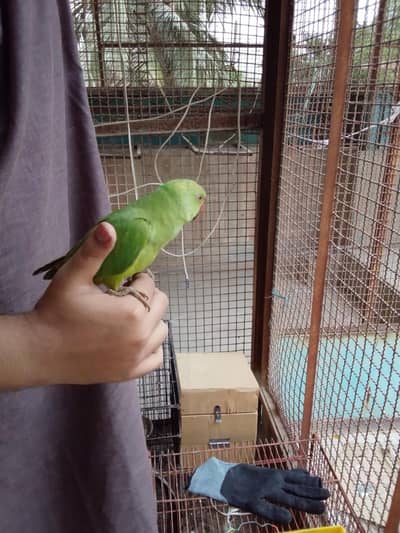 green ring neck parrot handtam