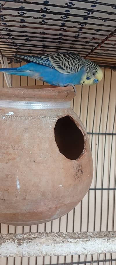 Budgie good parrot