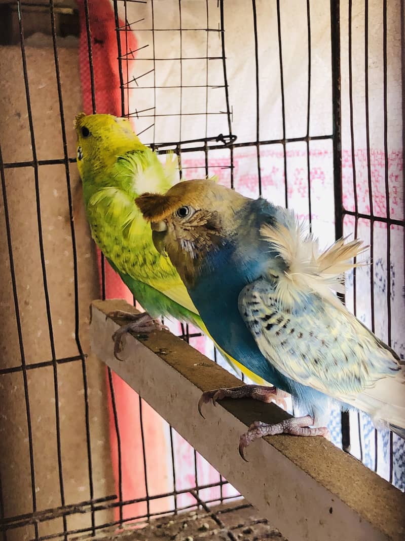 Hogoromo pair 2