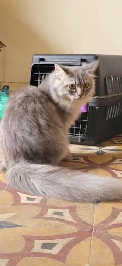 kitten for sale