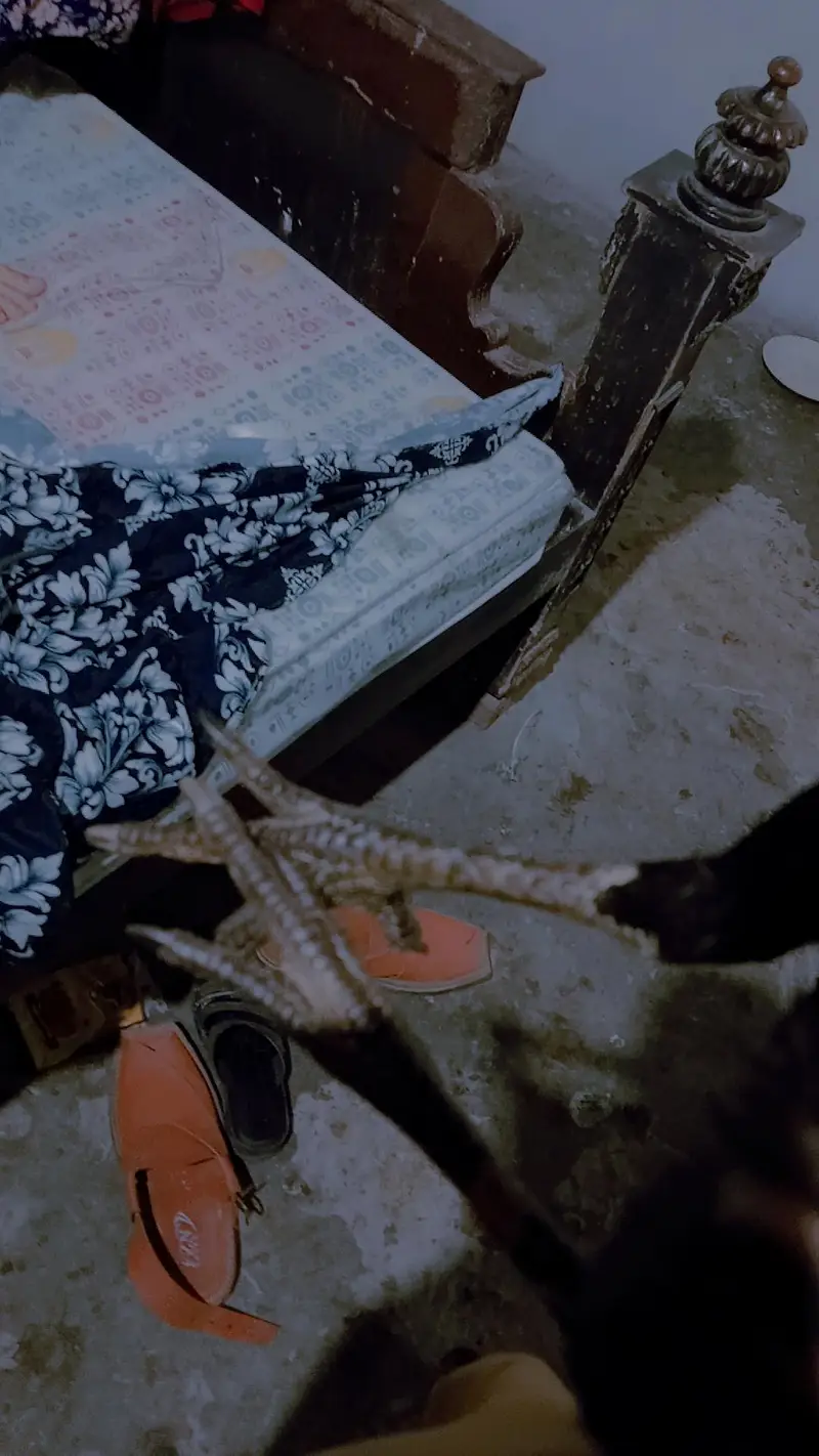 pathi for sale exchange possible Kisi b chiez KY Sath healthy heat par — photo 3