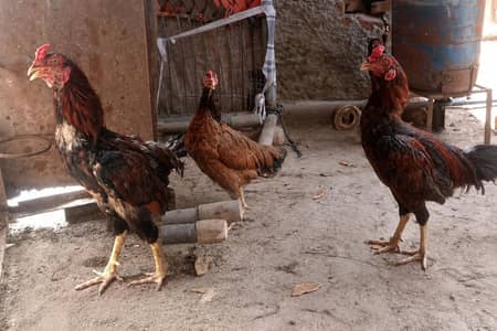 2Aseel Mian Wali Roosters and 1 Aseel Mian Wali Murgi For Sale.