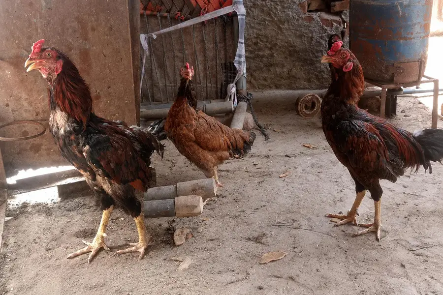 2Aseel Mian Wali Roosters and 1 Aseel Mian Wali Murgi For Sale. — photo 2