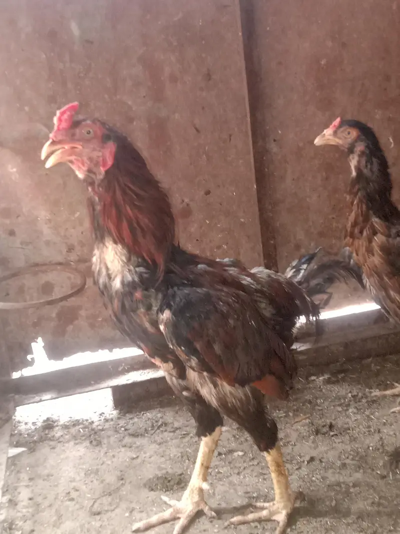 2Aseel Mian Wali Roosters and 1 Aseel Mian Wali Murgi For Sale. — photo 3