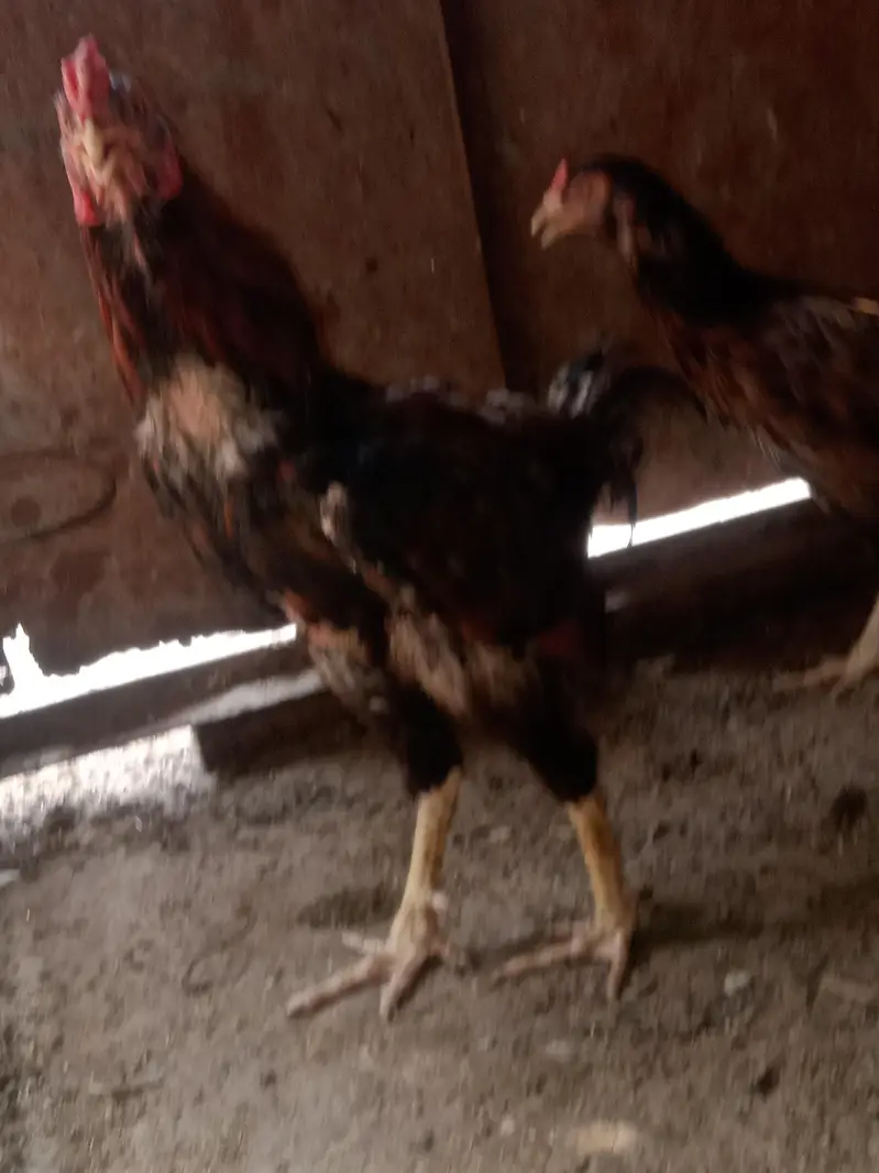 2Aseel Mian Wali Roosters and 1 Aseel Mian Wali Murgi For Sale. — photo 4