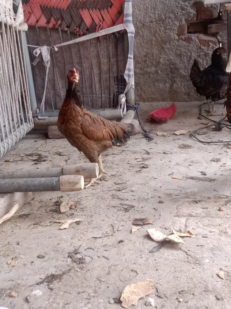 2Aseel Mian Wali Roosters and 1 Aseel Mian Wali Murgi For Sale. — photo 5