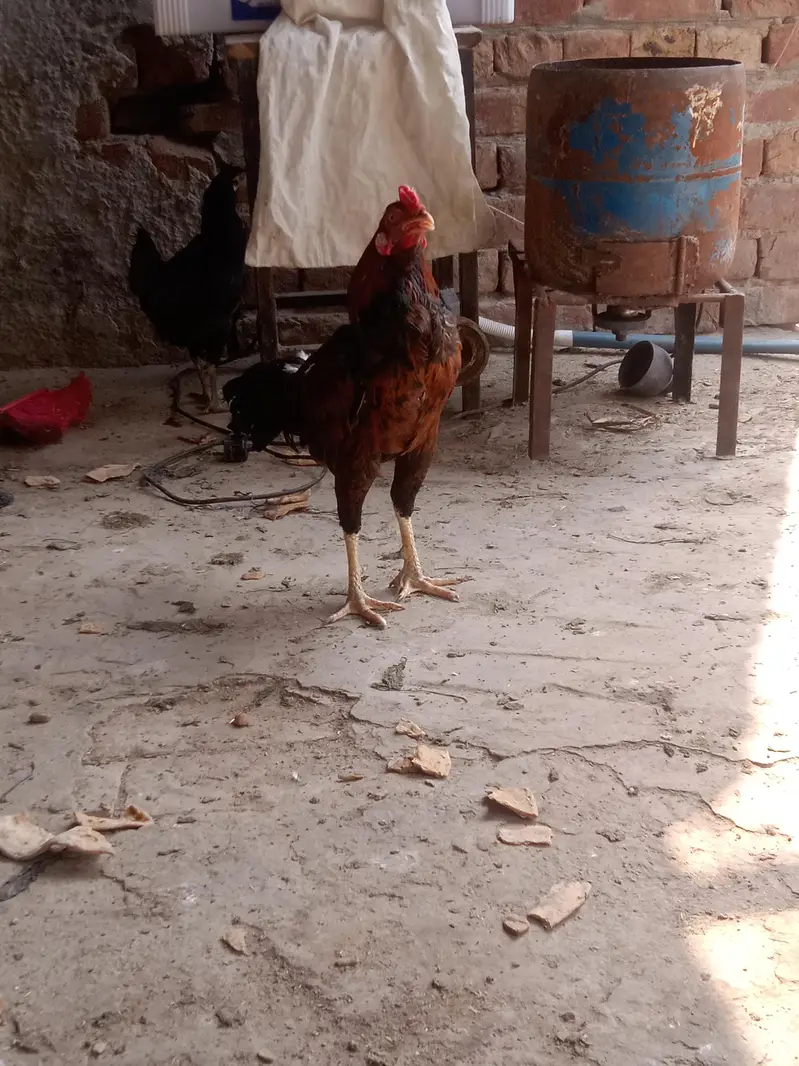 2Aseel Mian Wali Roosters and 1 Aseel Mian Wali Murgi For Sale. — photo 6