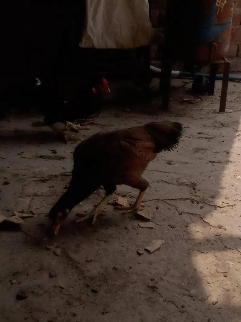 2Aseel Mian Wali Roosters and 1 Aseel Mian Wali Murgi For Sale. — photo 7