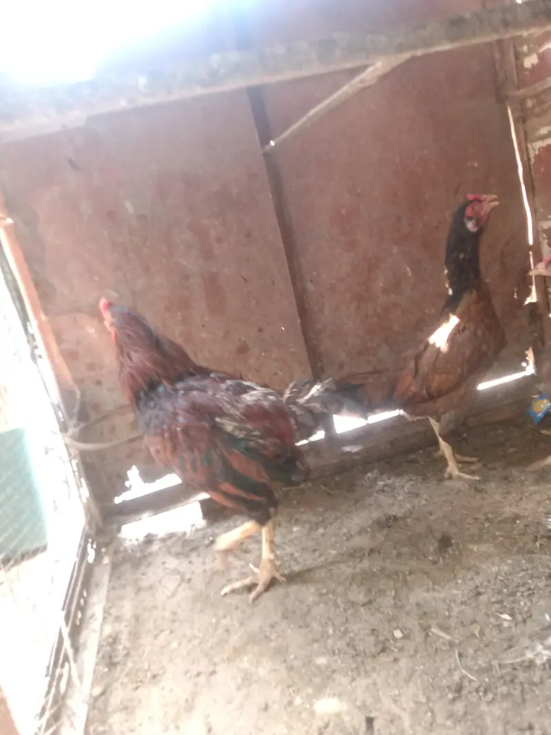 2Aseel Mian Wali Roosters and 1 Aseel Mian Wali Murgi For Sale. — photo 8