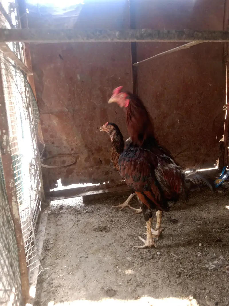 2Aseel Mian Wali Roosters and 1 Aseel Mian Wali Murgi For Sale. — photo 9