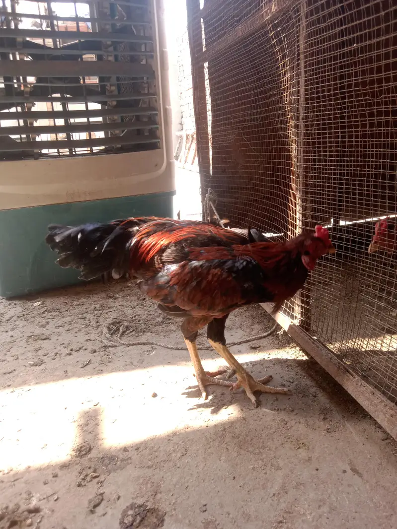 2Aseel Mian Wali Roosters and 1 Aseel Mian Wali Murgi For Sale. — photo 10