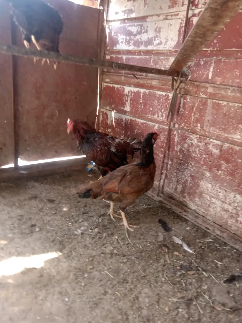 2Aseel Mian Wali Roosters and 1 Aseel Mian Wali Murgi For Sale. — photo 11
