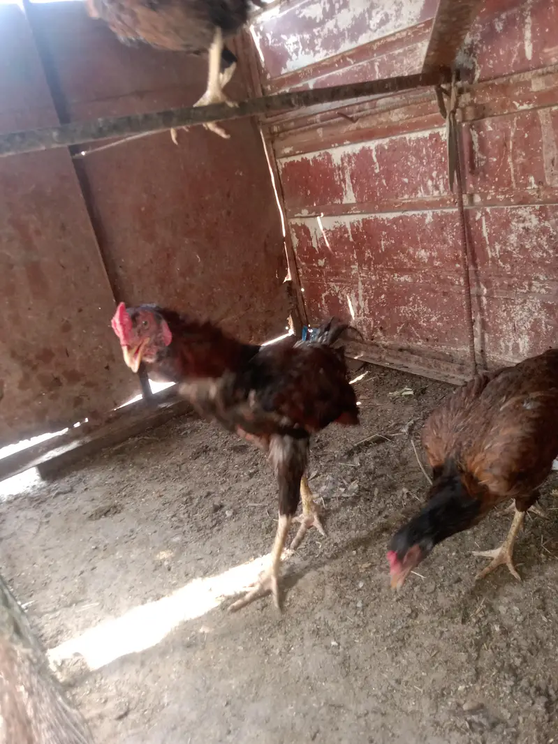 2Aseel Mian Wali Roosters and 1 Aseel Mian Wali Murgi For Sale. — photo 12