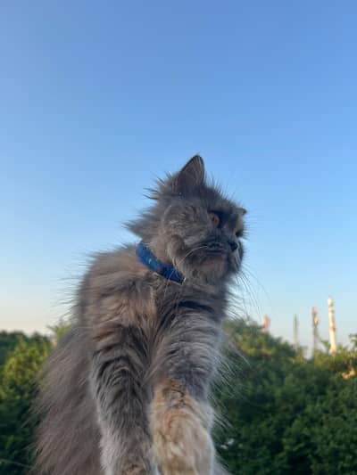 greyish calico Persian cat
