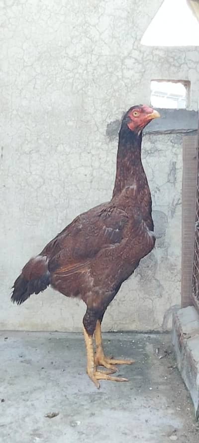 Burmi male & female available
