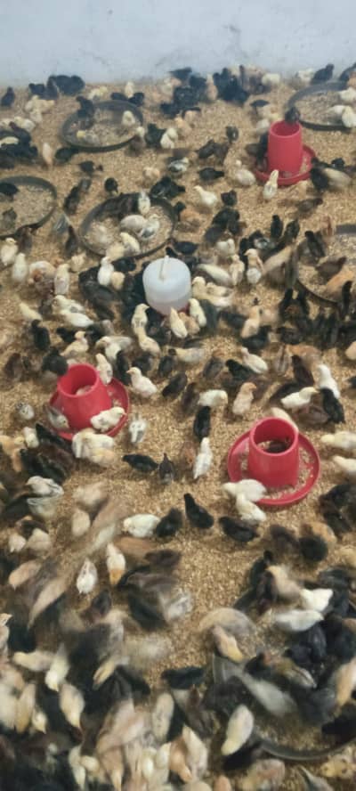 Abdullah poultry farm