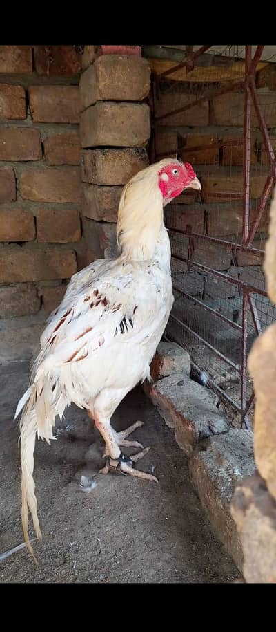 White Cheena Aseel