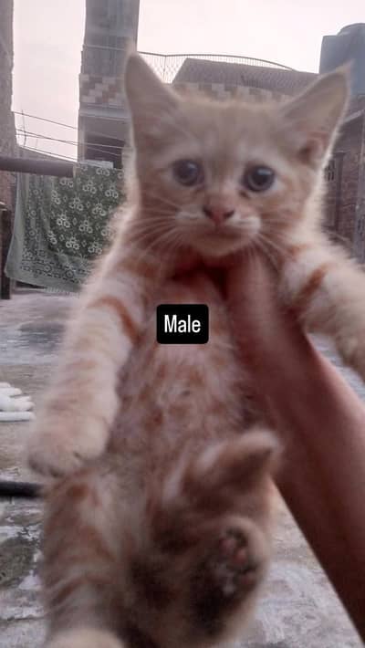 kittens looking for new home