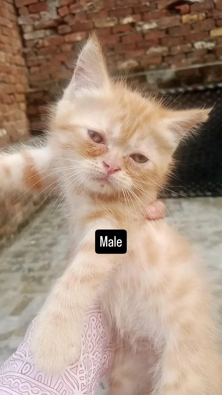 kittens looking for new home — photo 2