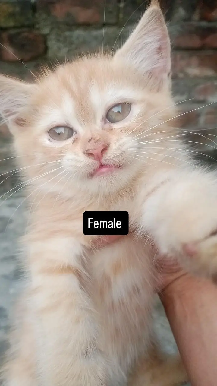 kittens looking for new home — photo 3