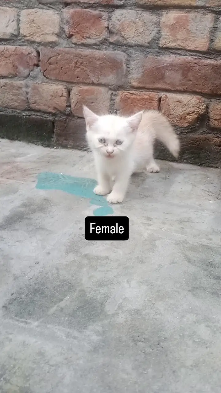 kittens looking for new home — photo 4