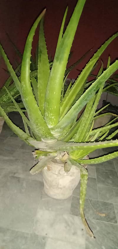 alovera with pots