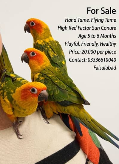 Sun Conure Hand and Flying Tame