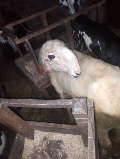 sheep