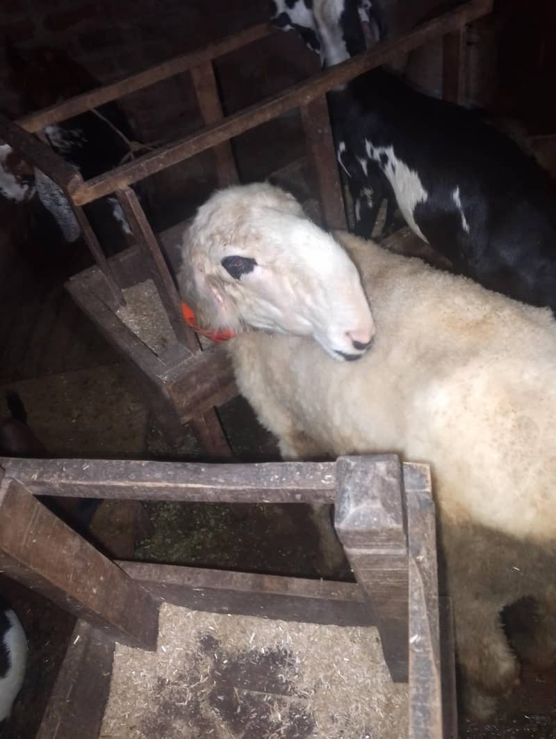 sheep 0