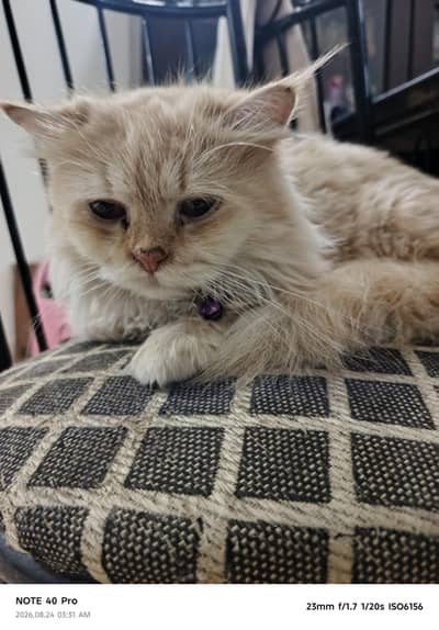 vaccinated Persian female cat