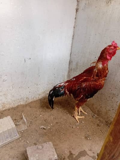 Aseel murgah for sale