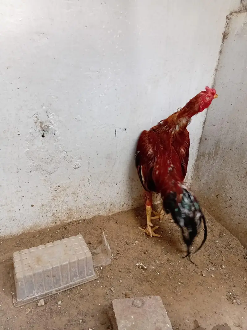 Aseel murgah for sale — photo 2