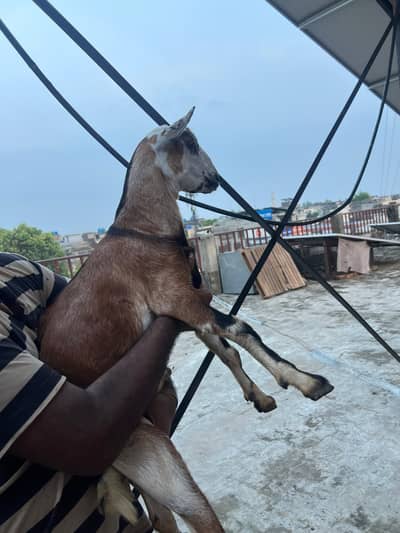 teddy bakra