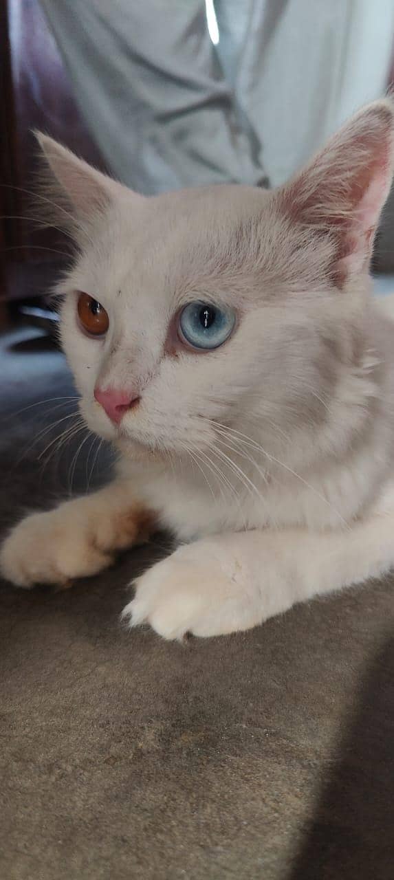 persion cat 0