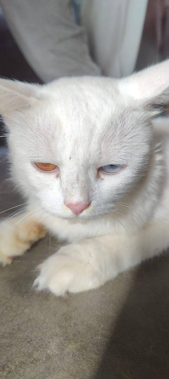 persion cat 1