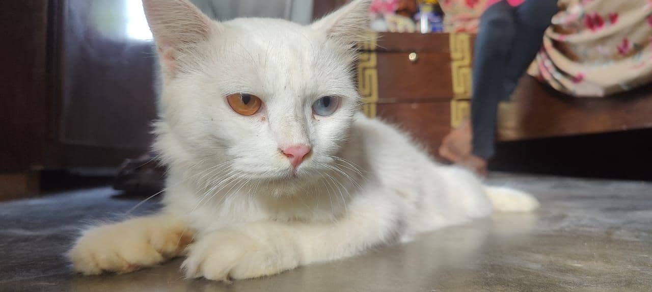 persion cat 2