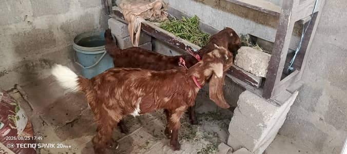 dono male hay 45000