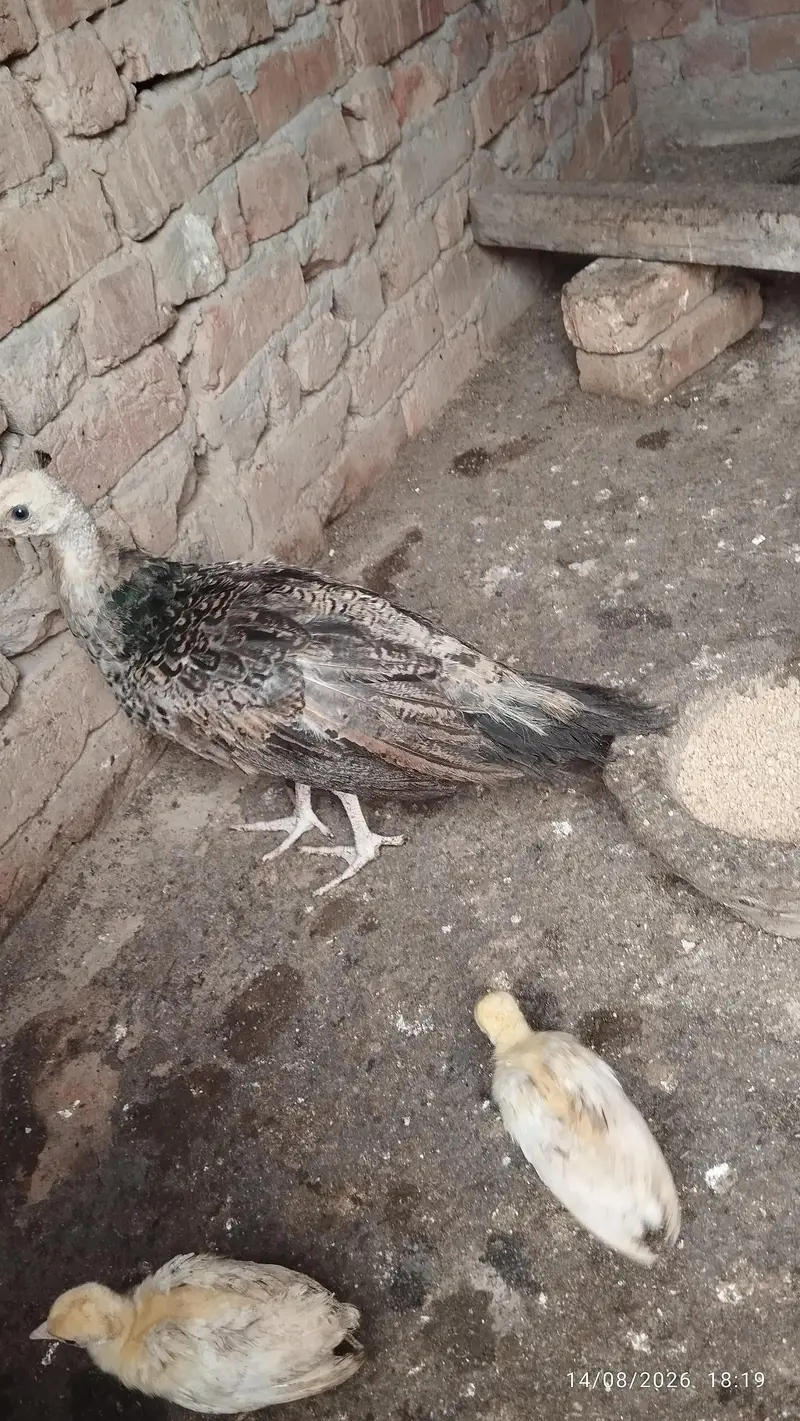 Black shoulder peacock chicks