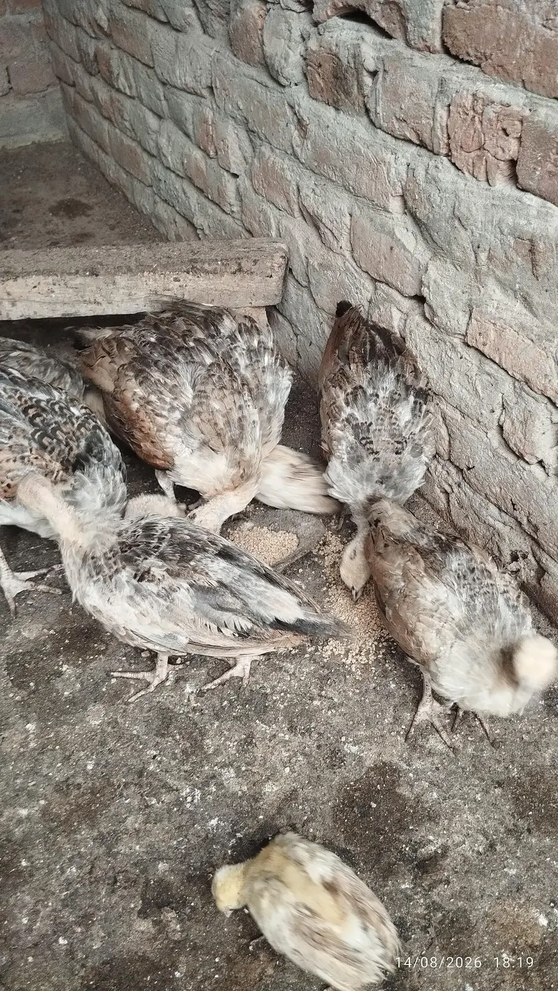 Black shoulder peacock chicks — photo 2